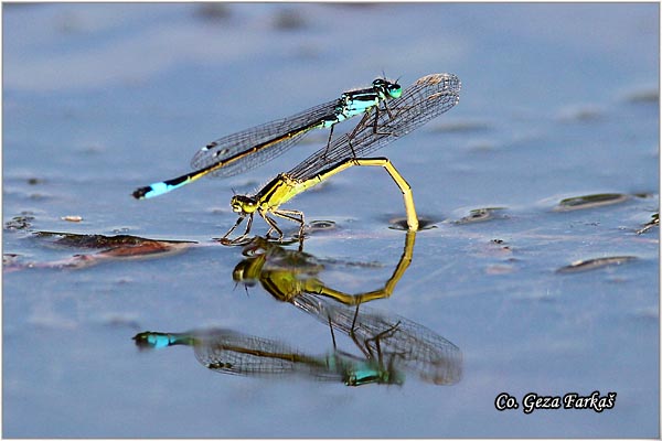 18_blue-tailed _damselfly.jpg - Blue-tailed Damselfly,  Ischnura elegans, Location - Mesto: Novi Sad, Serbia